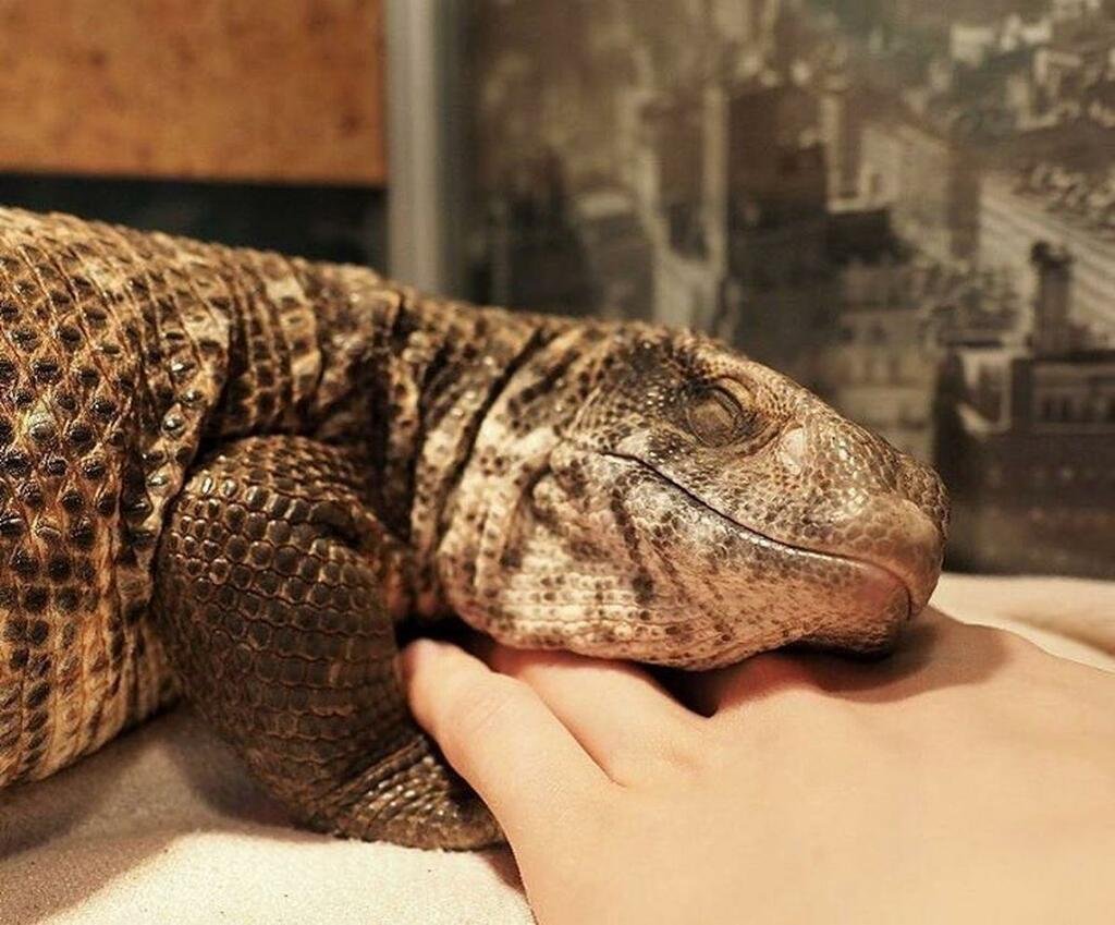 Капский Варан домашний