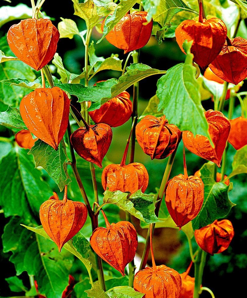 Physalis alkekengi (физалис)