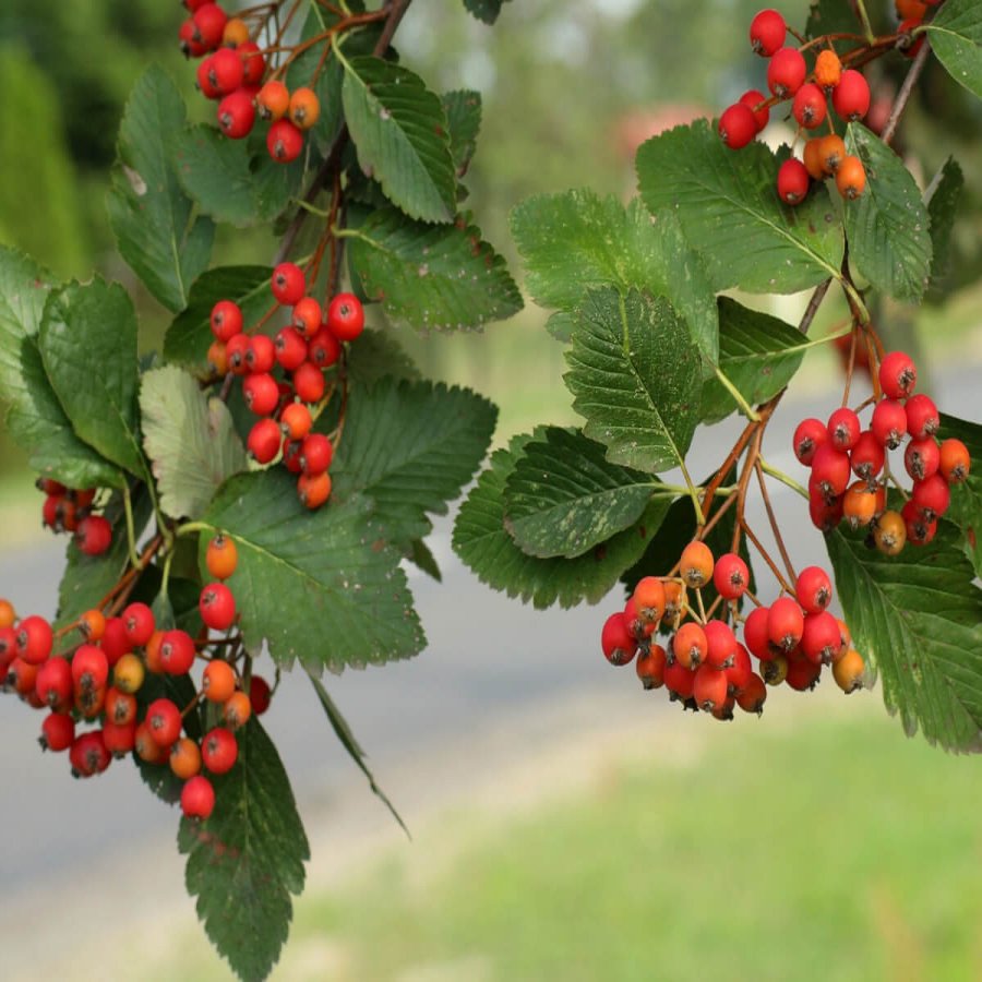 Рябина интермедиа Sorbus Intermedia