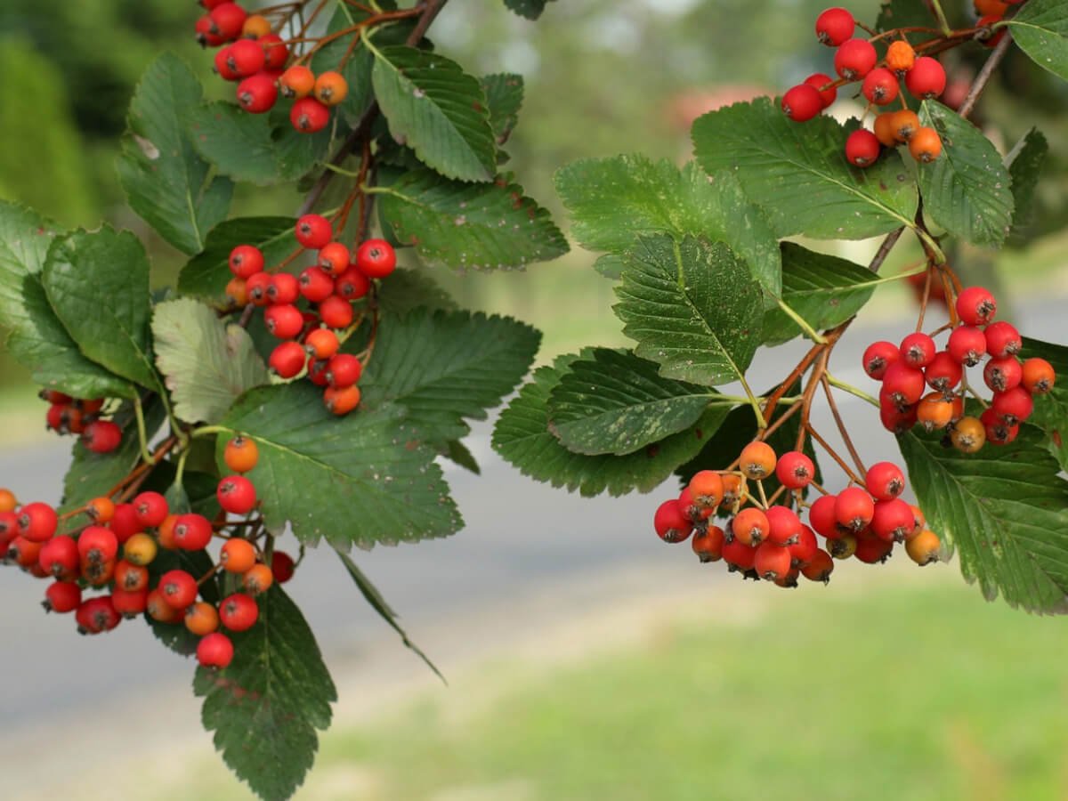 Рябина интермедиа Sorbus Intermedia