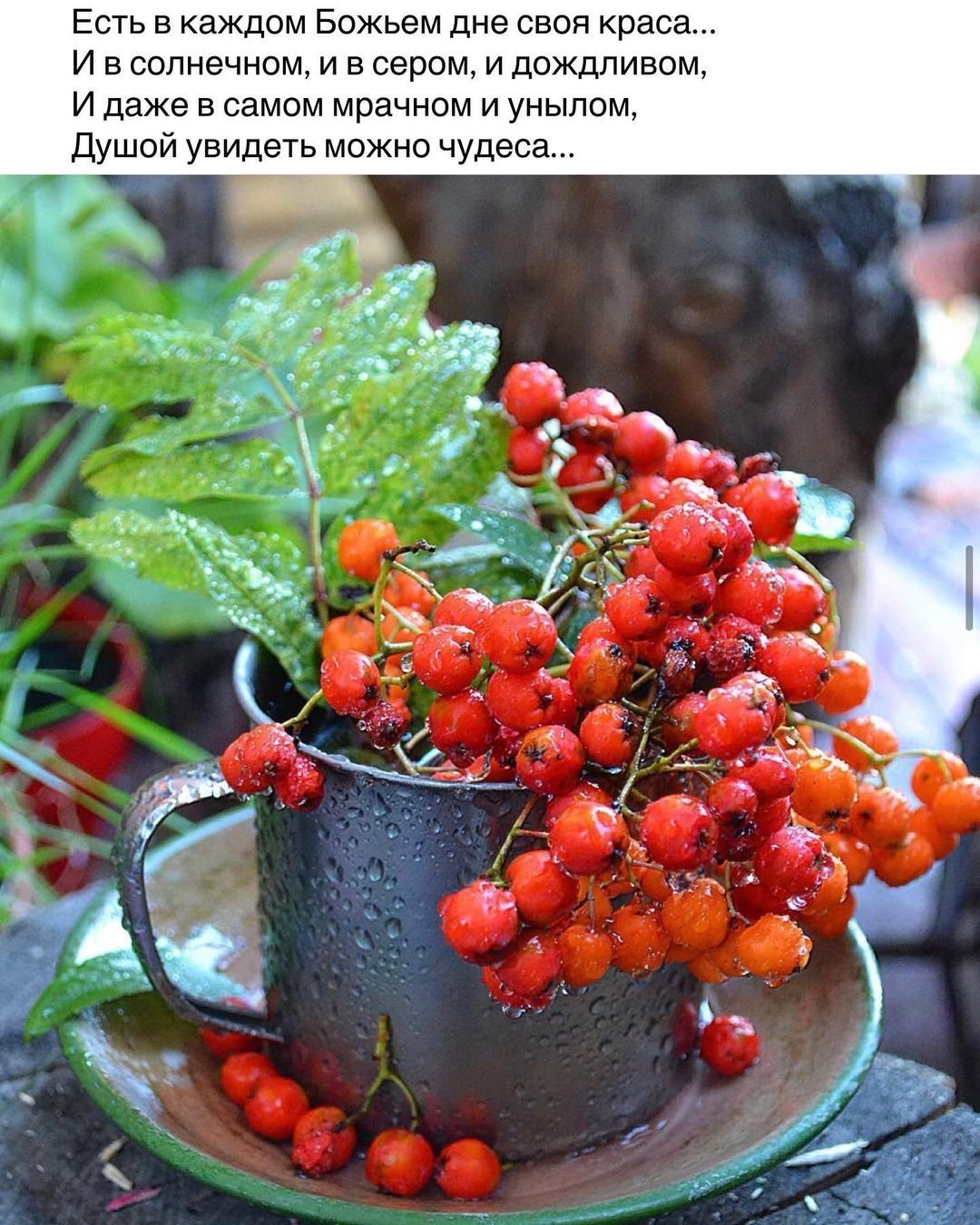 Посадочный композиции с рябиной