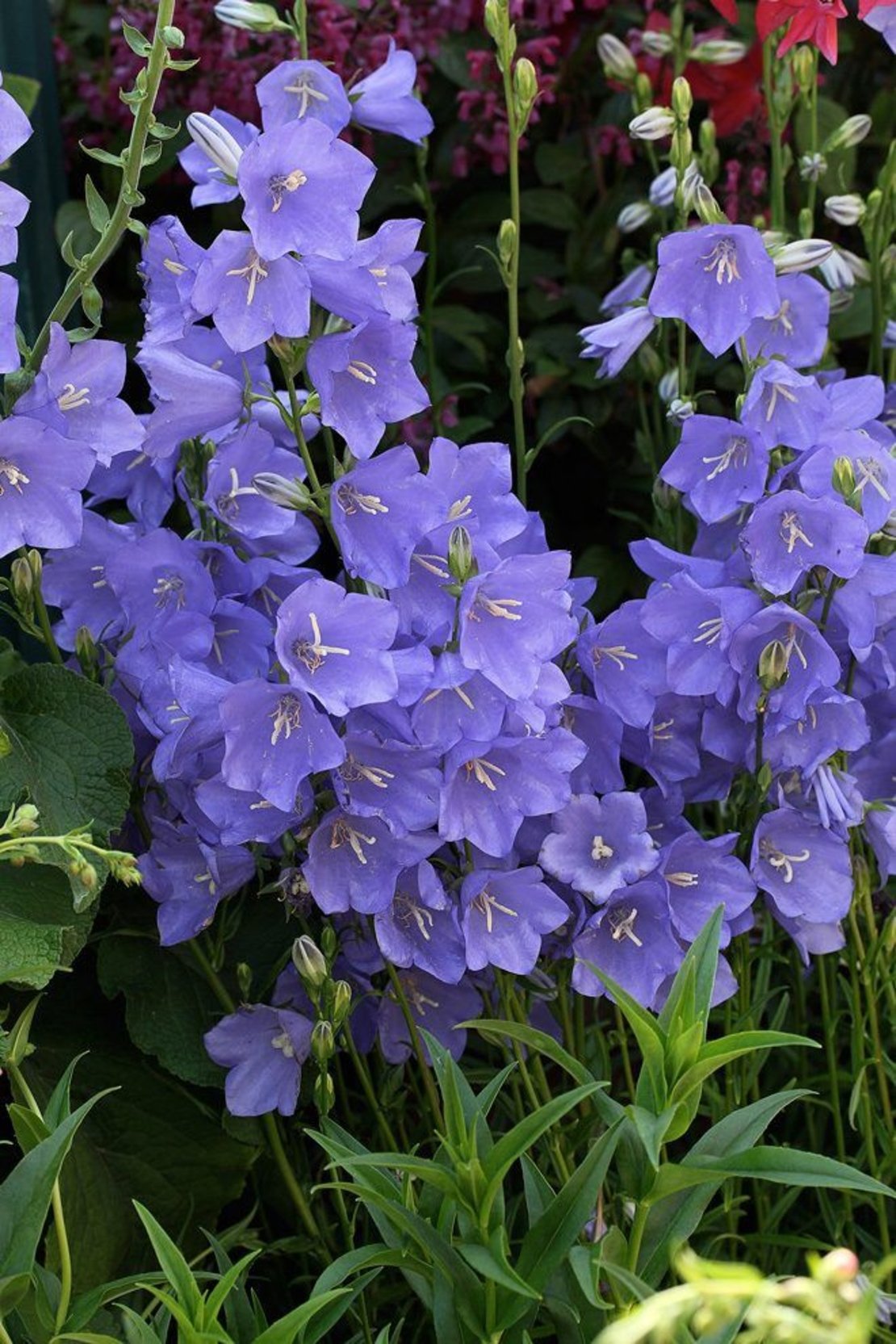 Колокольчик персиколистный (Campanula persicifolia `Takion White`)