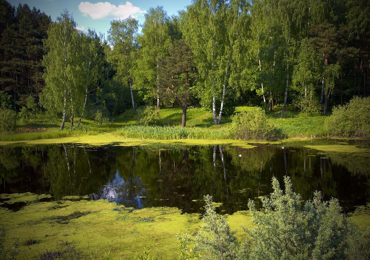 Лесное озеро Подушкинский лес