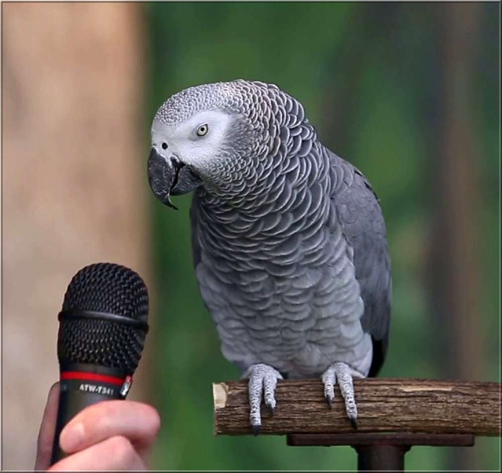 Попугай жако Григорий
