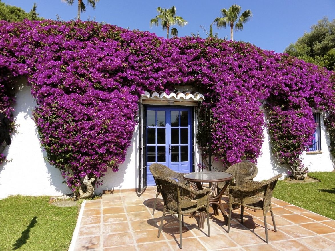 Bougainvillea Майорка