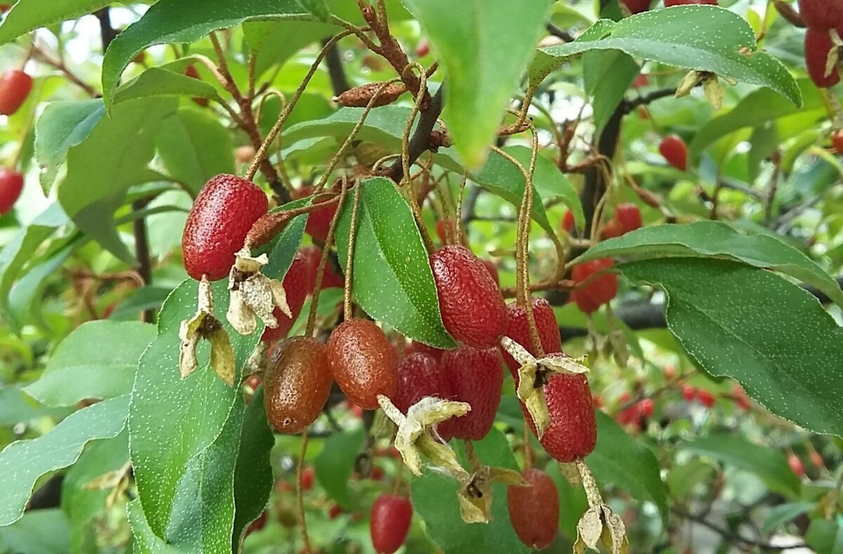 Лох многоцветковый гуми