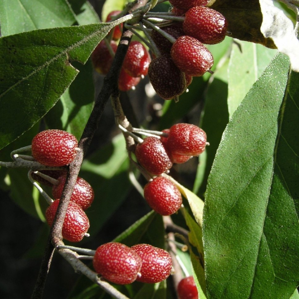 Elaeagnus umbellata