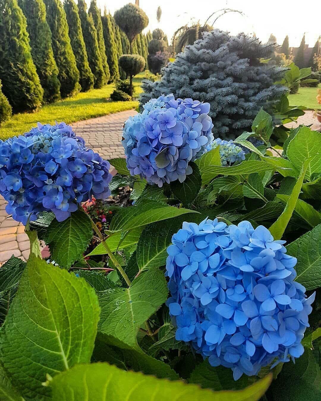 Гортензия крупнолистная голубая Лагуна