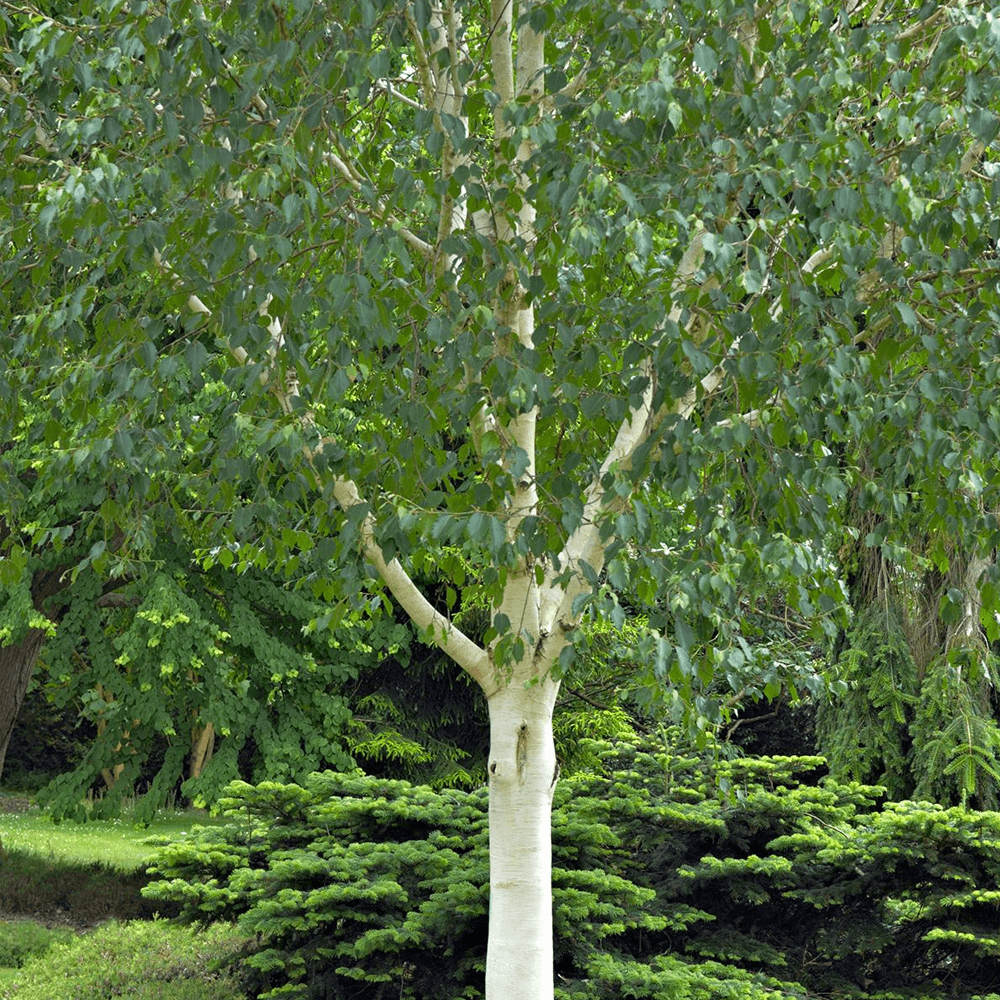 Береза Grayswood Ghost