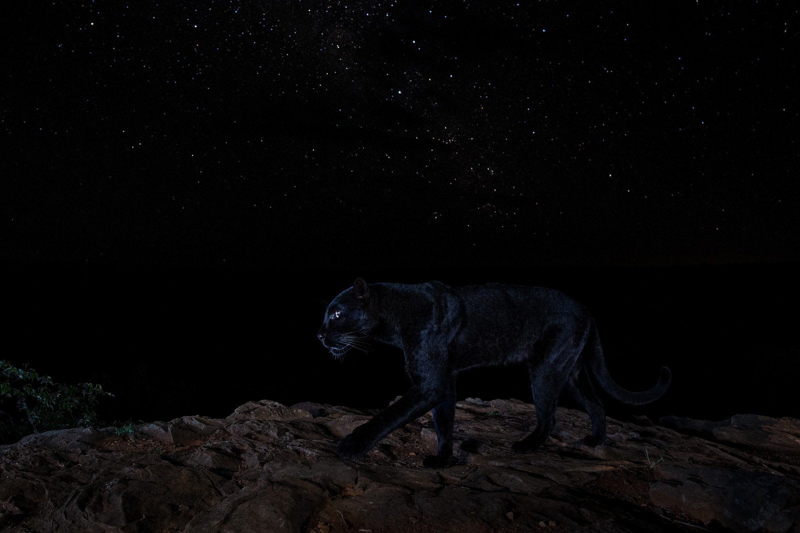 Полнолуние 66. Пантера Луна. Черная пантера ночью. Пантера ночью. Пантера на скале.