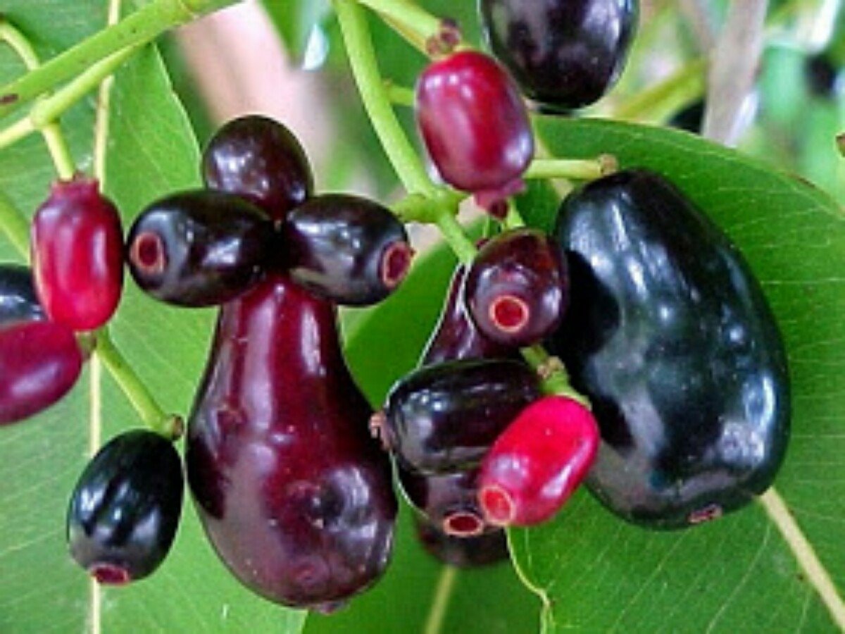 Juwet фрукт