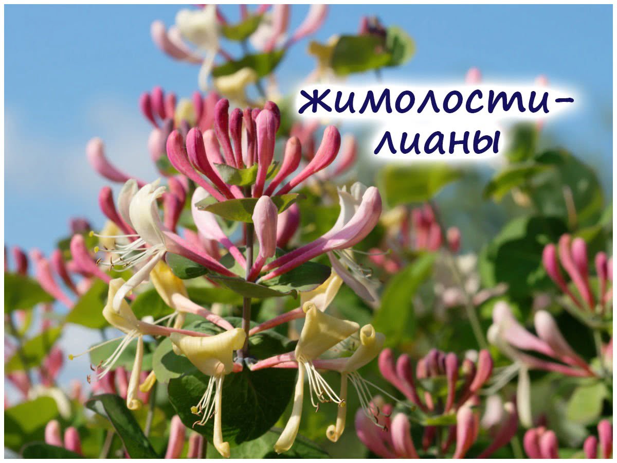 Сад жимолости
