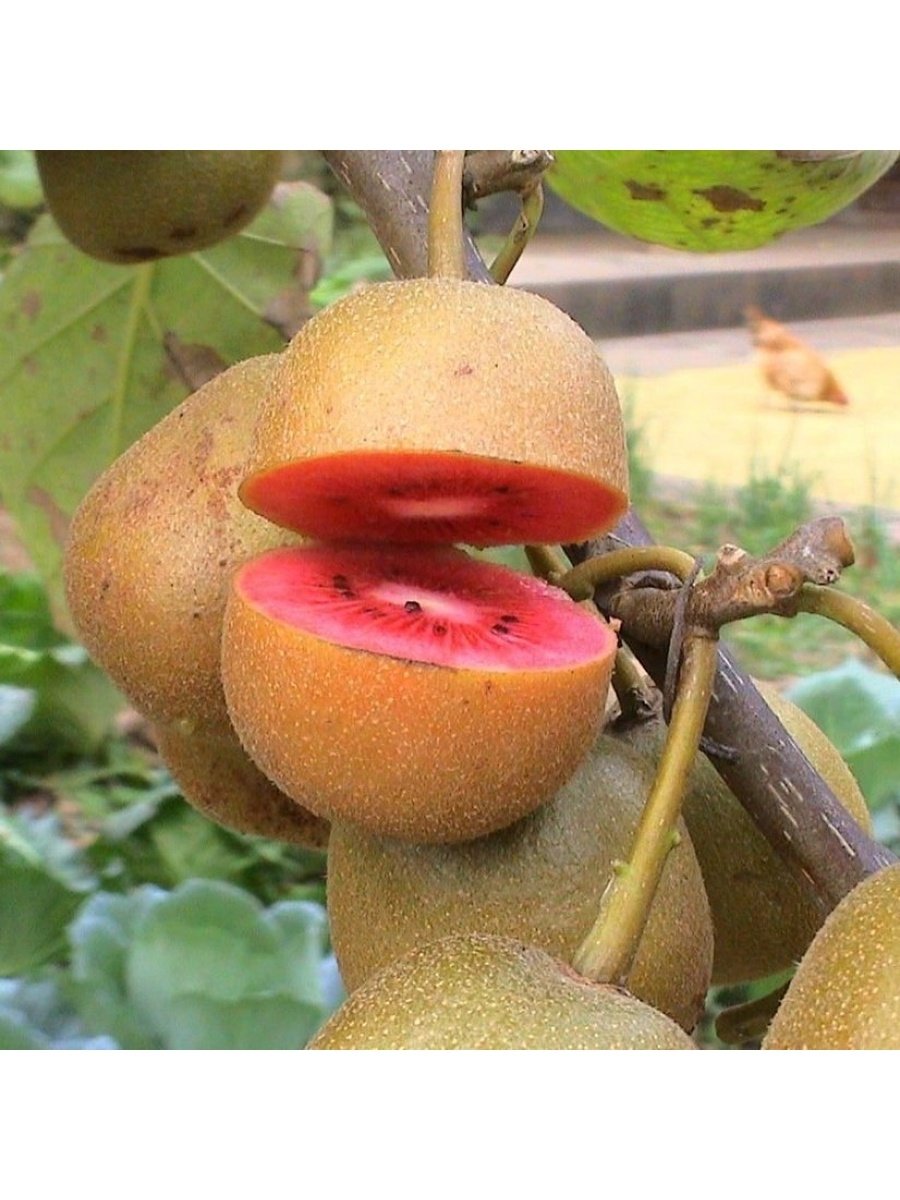 Красный киви