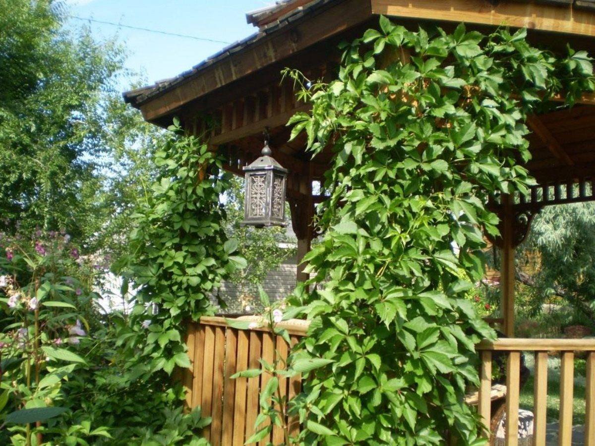 Девичий виноград и Хмель