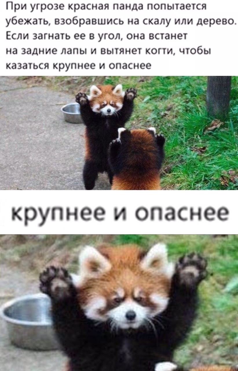 Красная Панда больше и страшнее