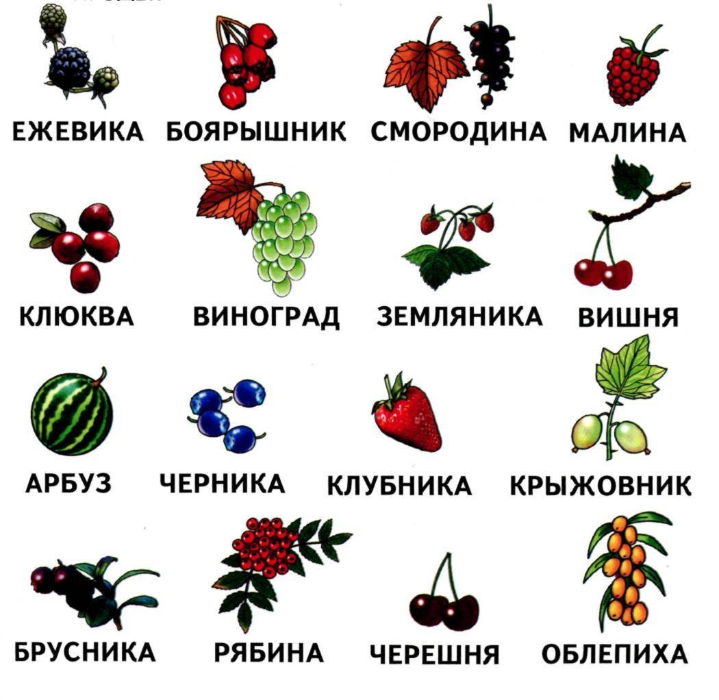 Название всех ягод