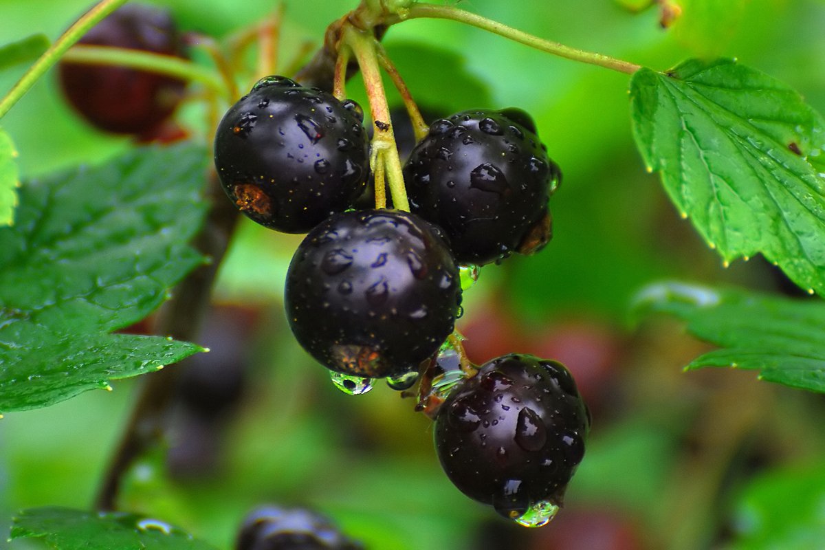 Смородина черная (ribes nigrum l.)