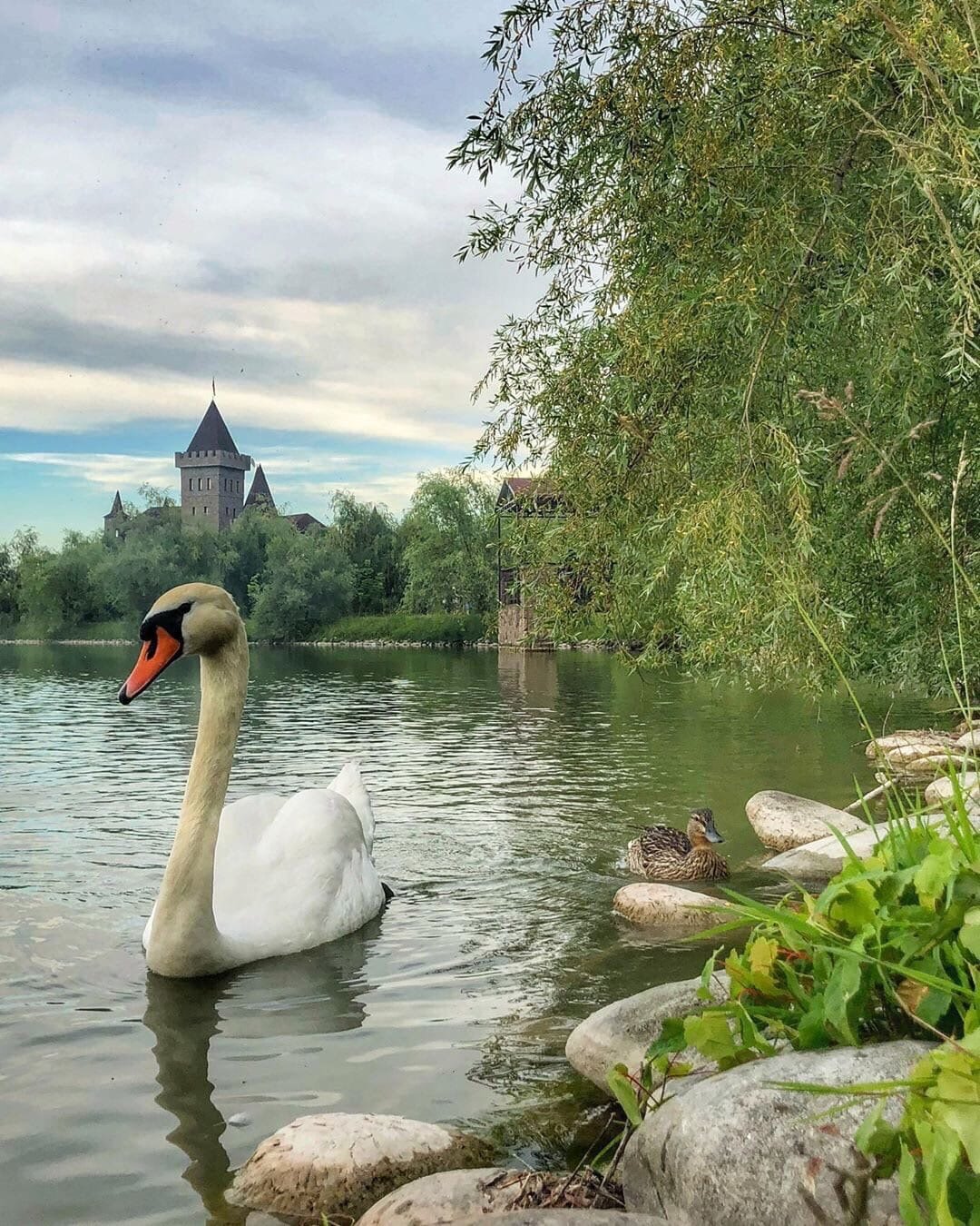 Лебеди возле замка