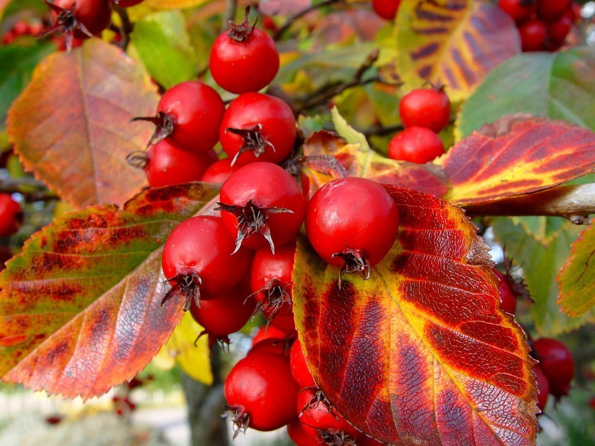 Хороша осень плодами. Боярышник обыкновенный осень. Боярышник кроваво-красный осень. Боярышник кроваво-красный дерево. Боярышник кроваво-красный осенью.