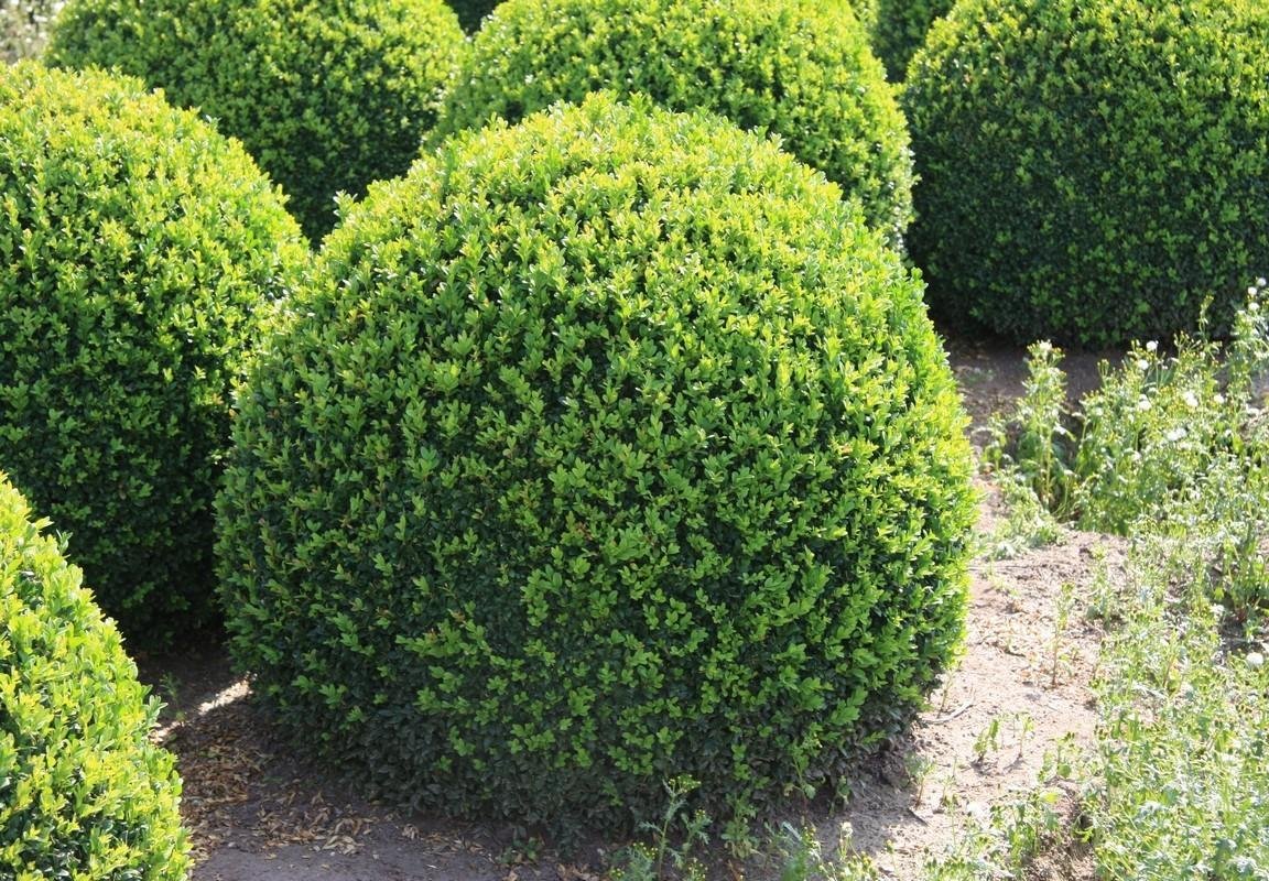 Buxus sempervirens самшит