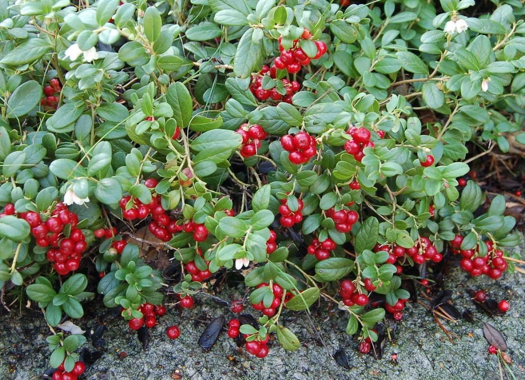 Брусника Vaccinium Vitis-idaea Runo Bielawskie