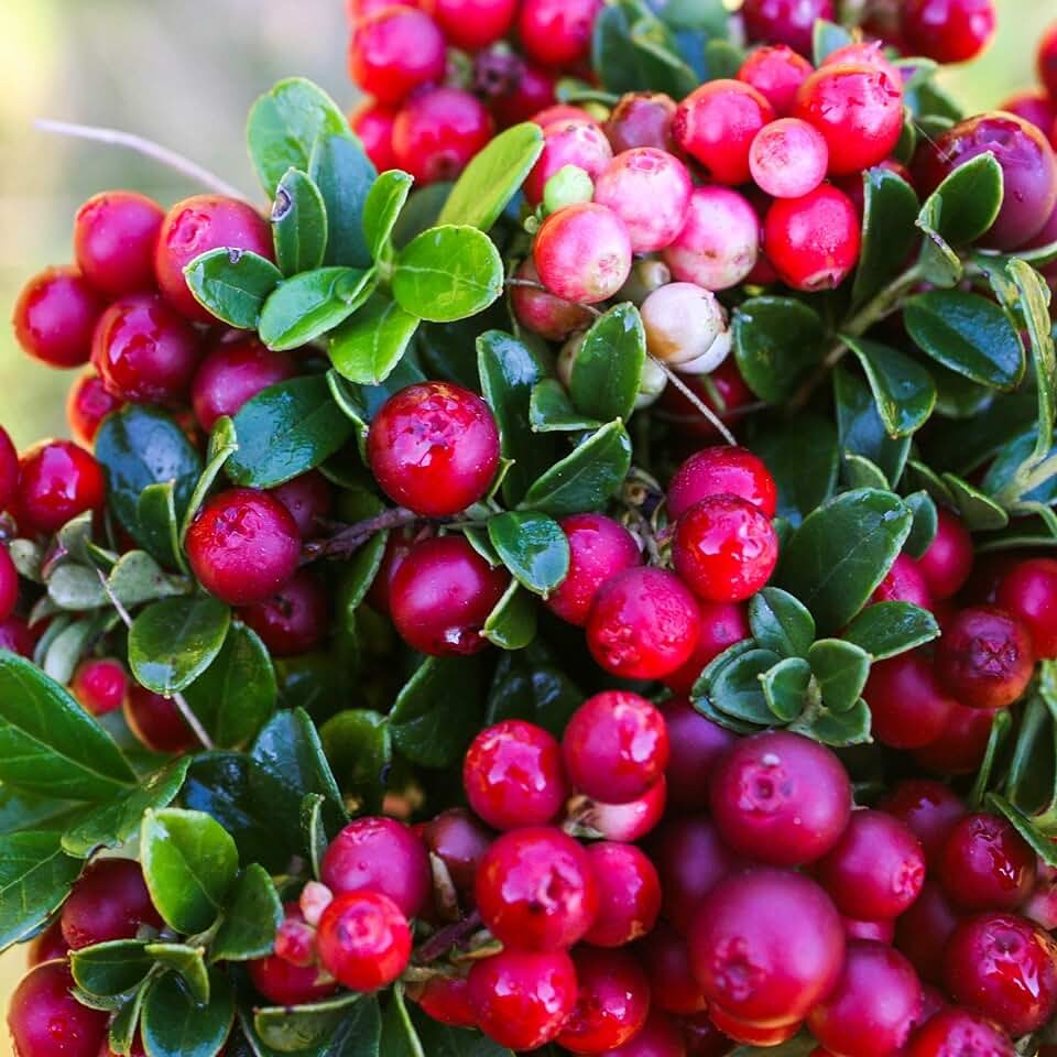 Vaccinium macrocarpon Howes