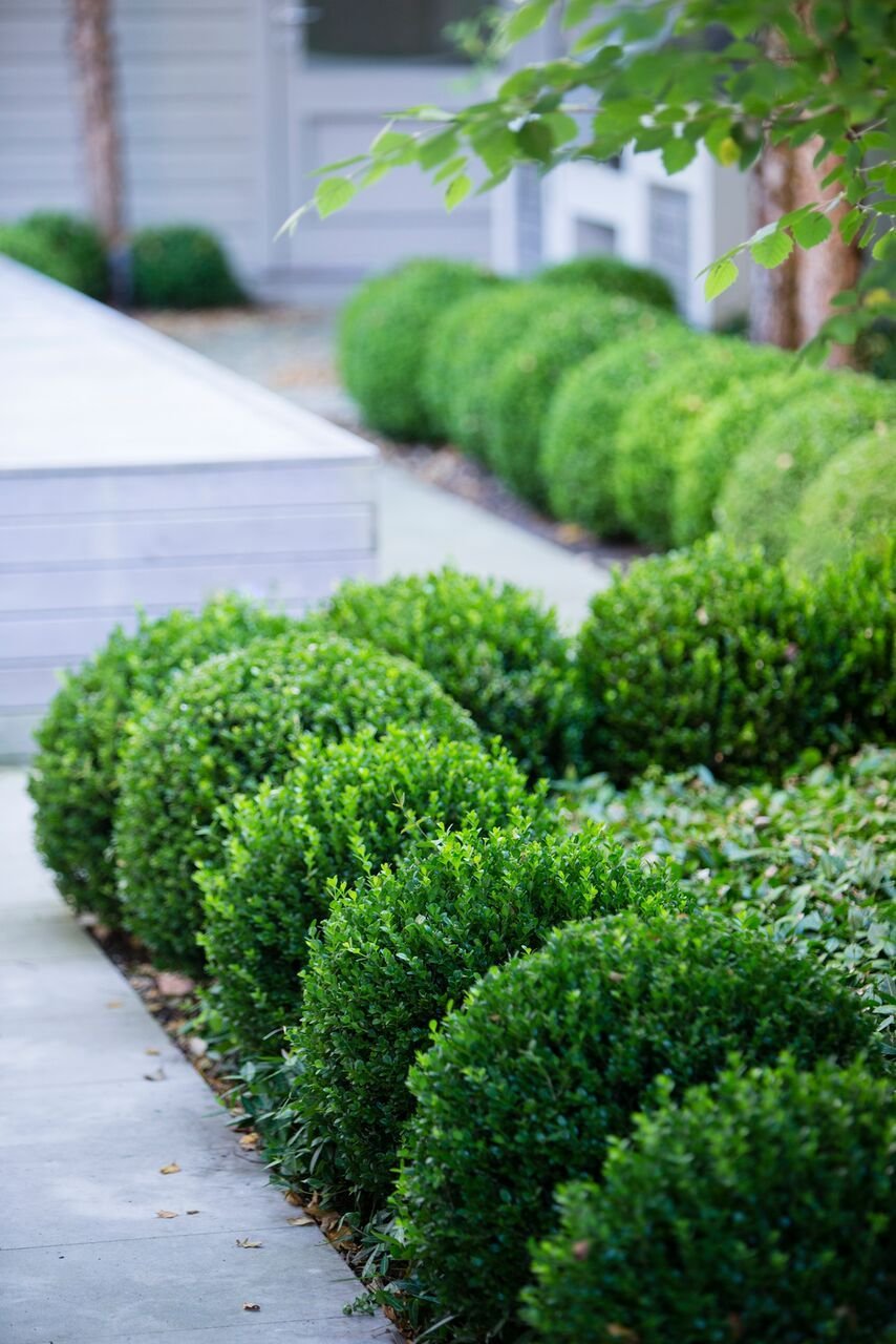 Buxus sempervirens самшит