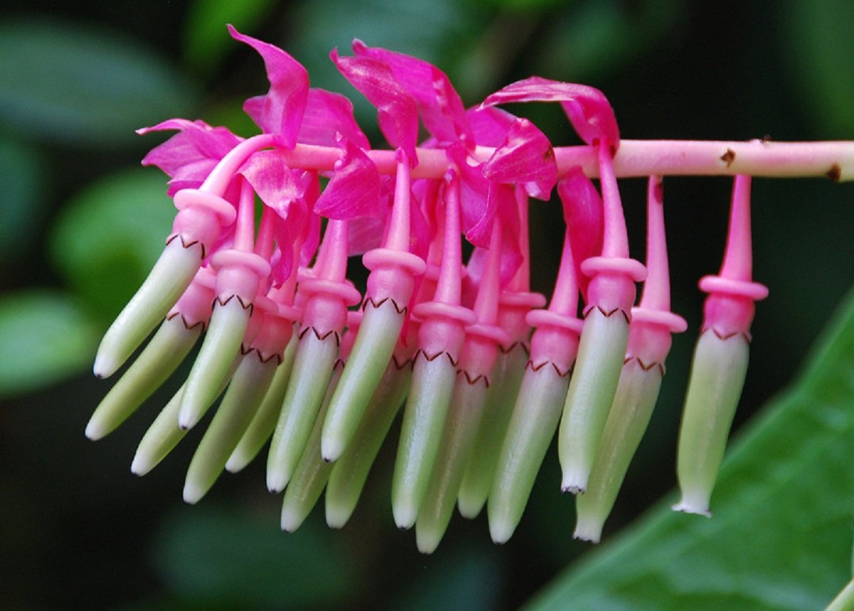 Cavendishia grandifolia
