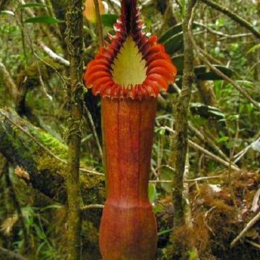 Nepenthes edwardsiana