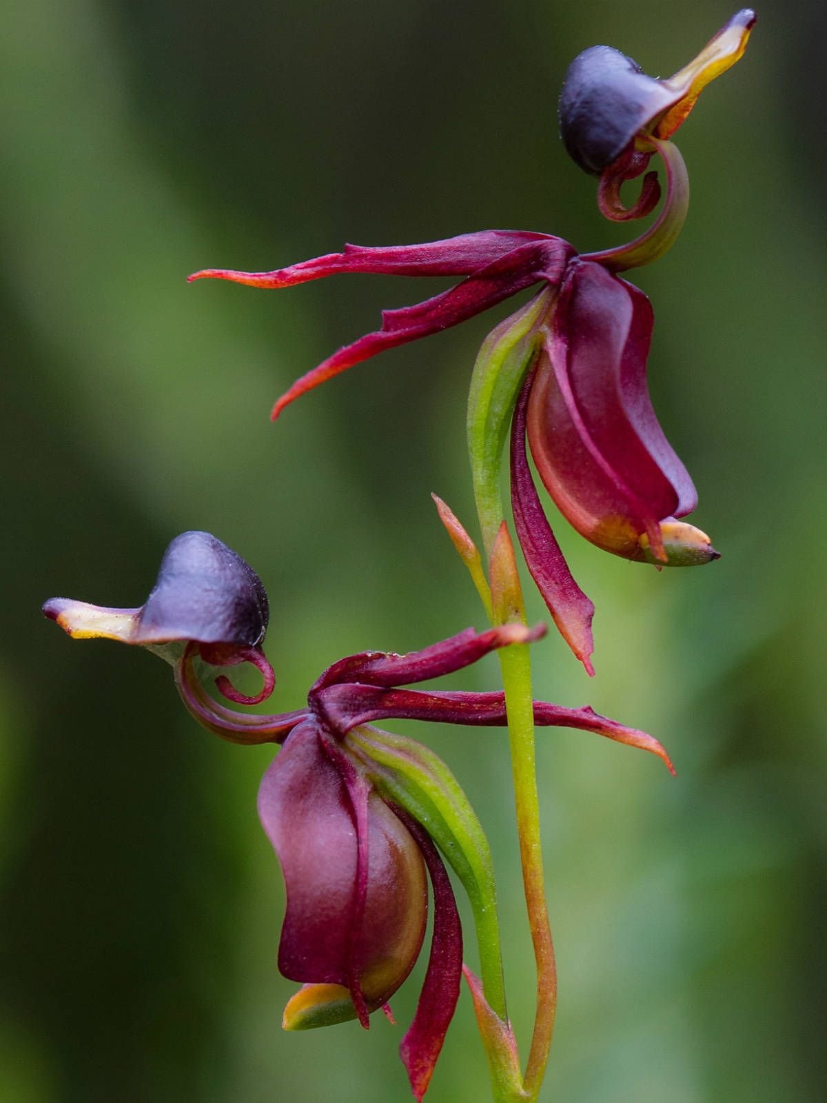 Калеана (Caleana Major)