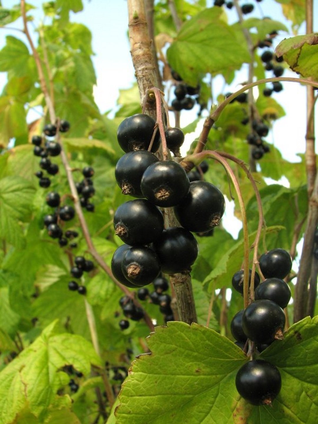 Смородина черная (ribes nigrum l.)