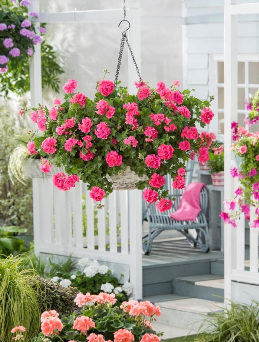 Пеларгония ампельная balkon