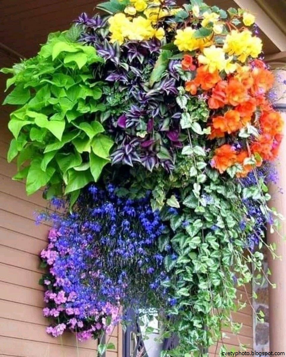 Уличные цветы в горшках