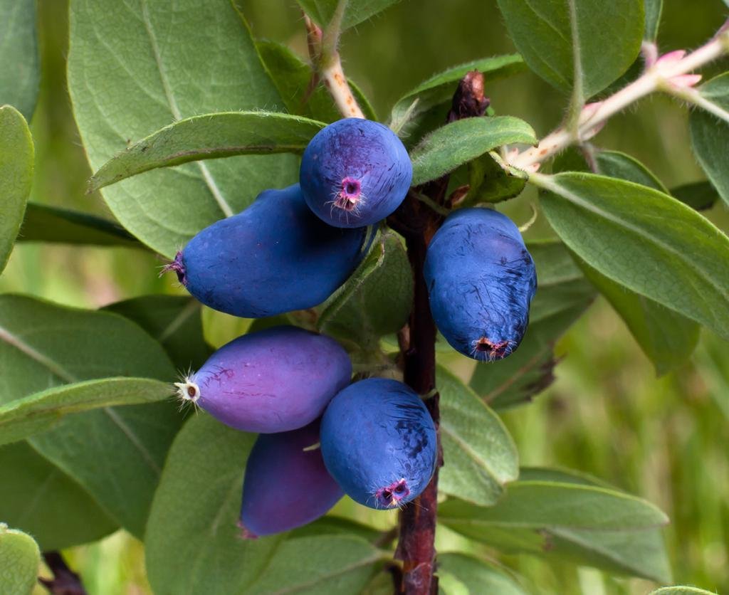 Жимолость съедобная (Lonicera edulis)
