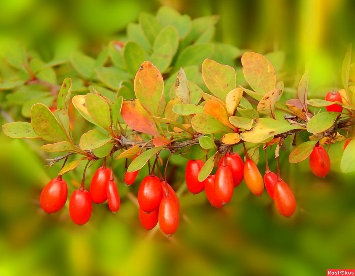 Барбарис продолговатый Berberis oblonga