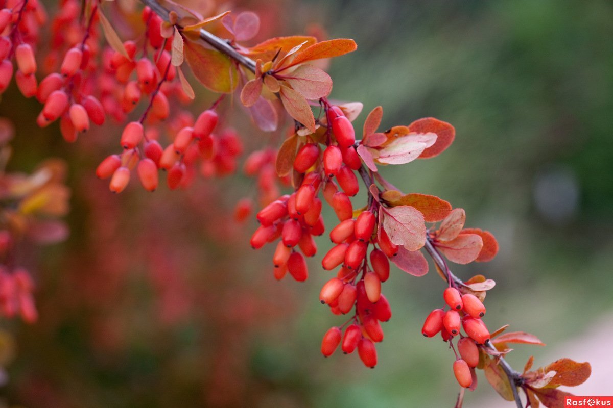 Барбарис продолговатый Berberis oblonga