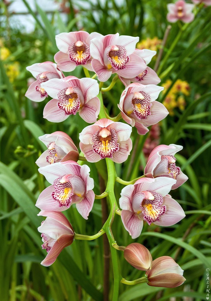 Орхидея Cymbidium