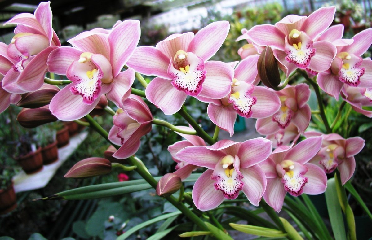 Орхидея Cymbidium