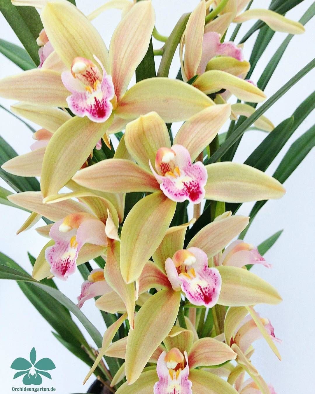 Орхидея Cymbidium