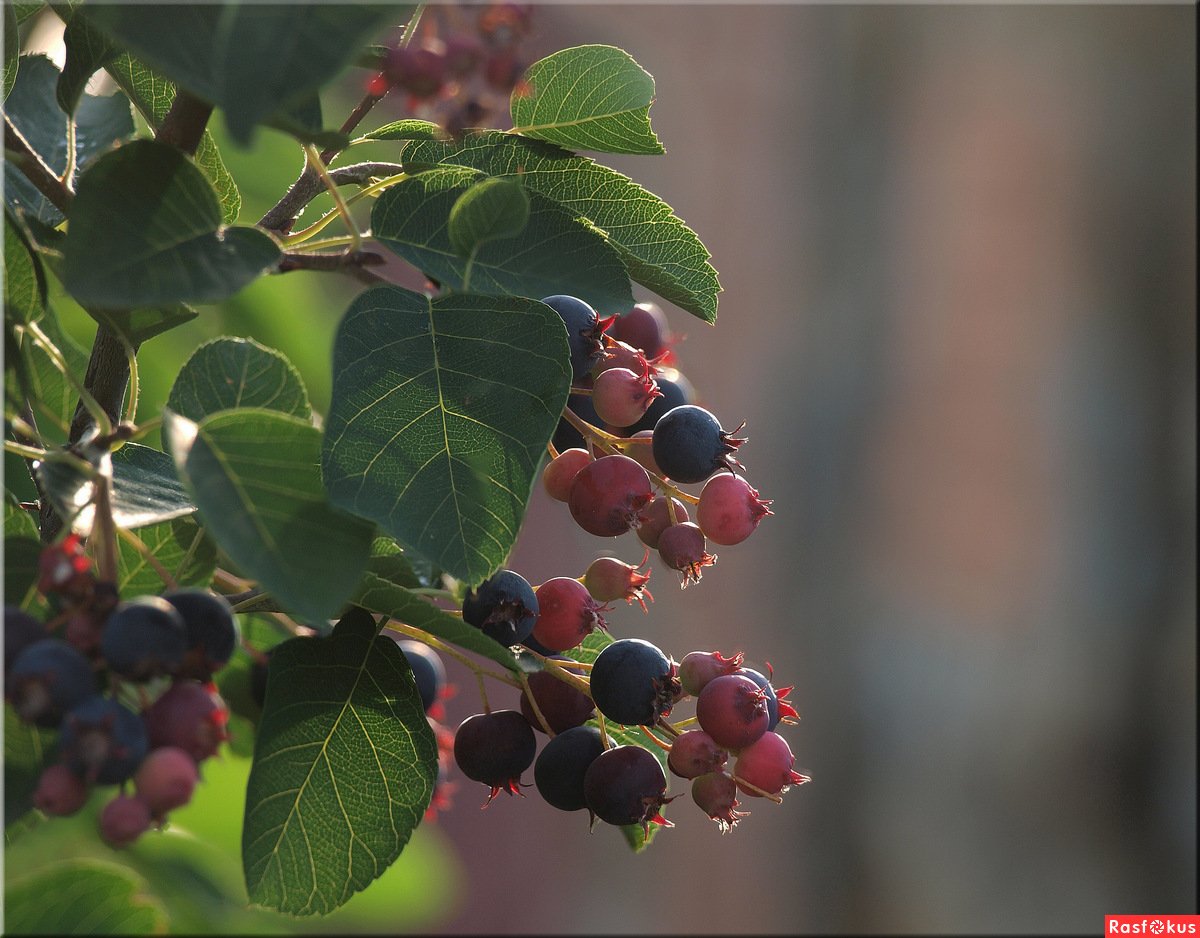 Ирга круглолистная (Amelanchier ovalis)