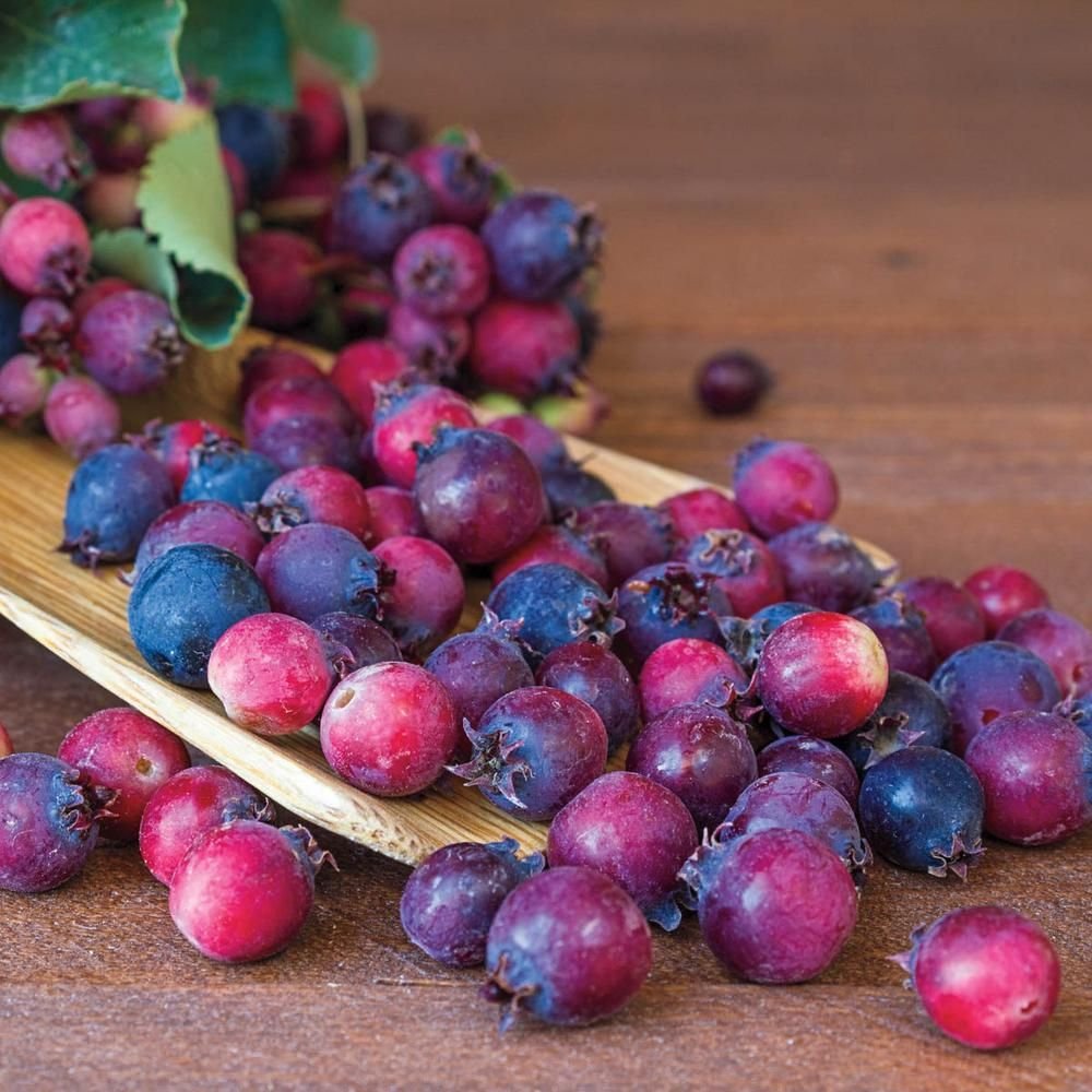 Ирга «Saskatoon Berry»