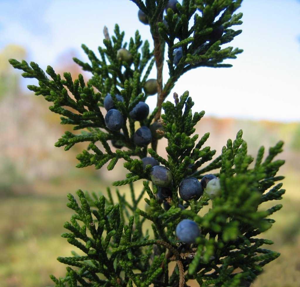 Кедр Juniperus virginiana