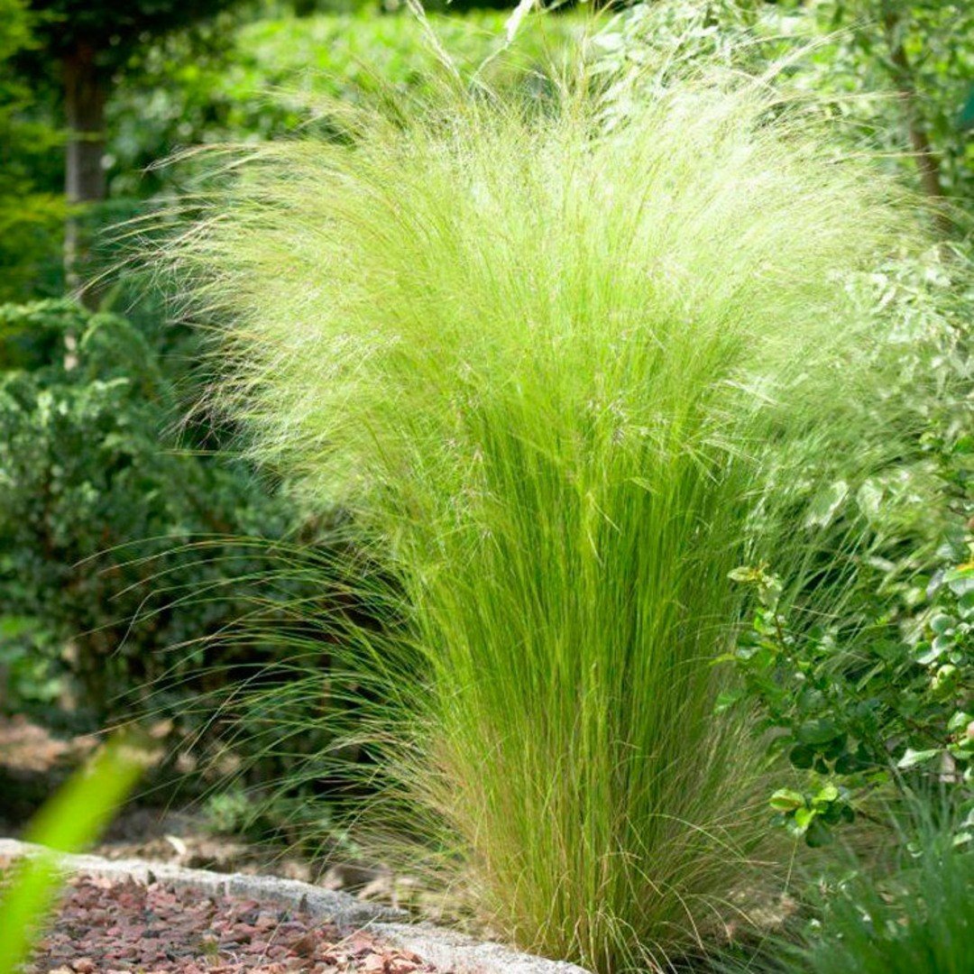 Ковыль Stipa tenuissima
