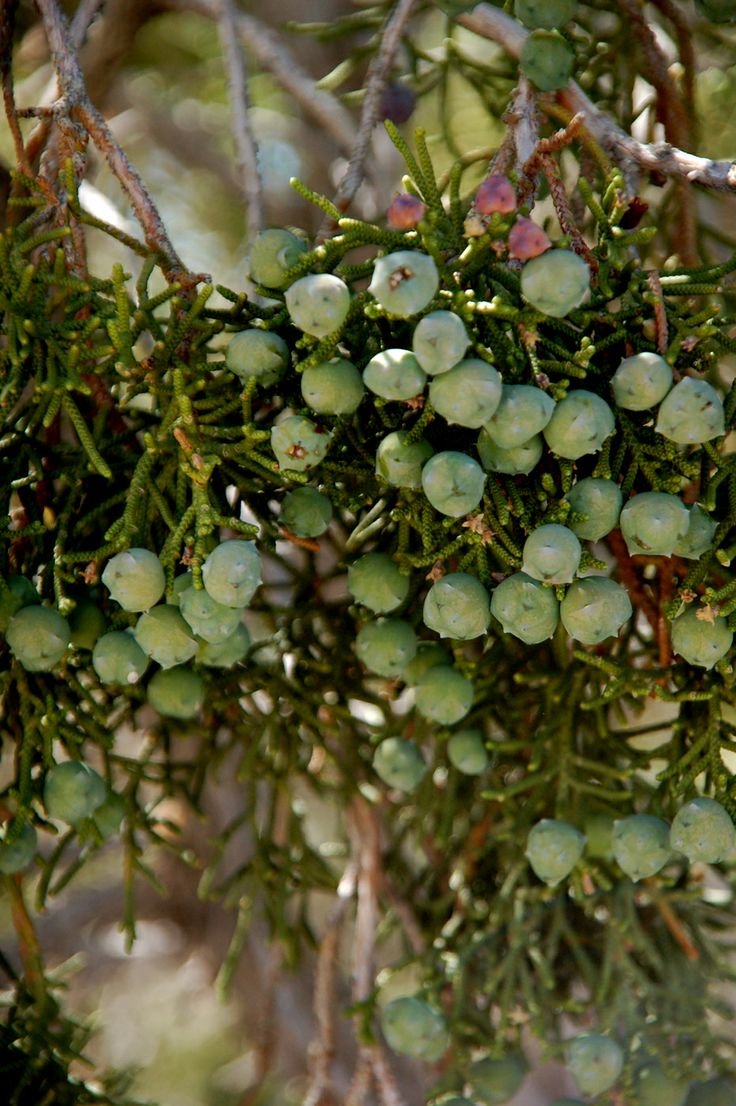 Juniper Berry можжевельник