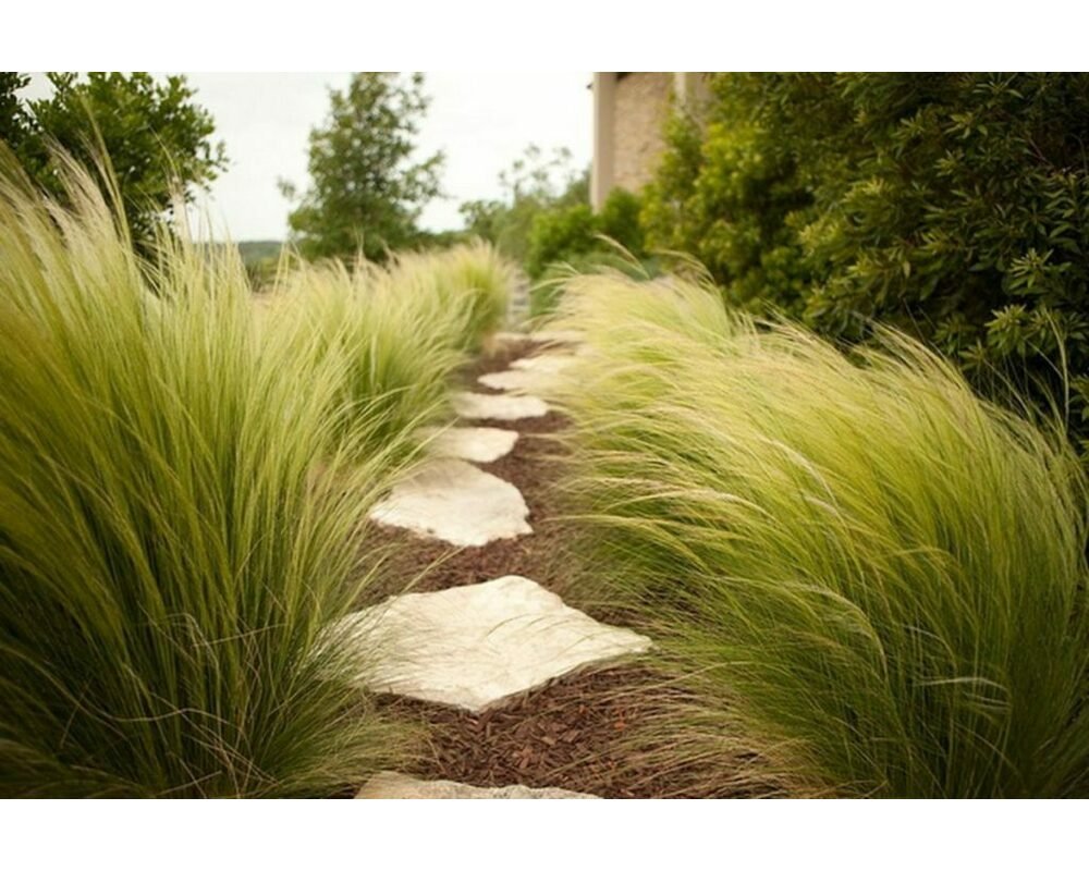 Ковыль тончайший (Stipa tenuissima)