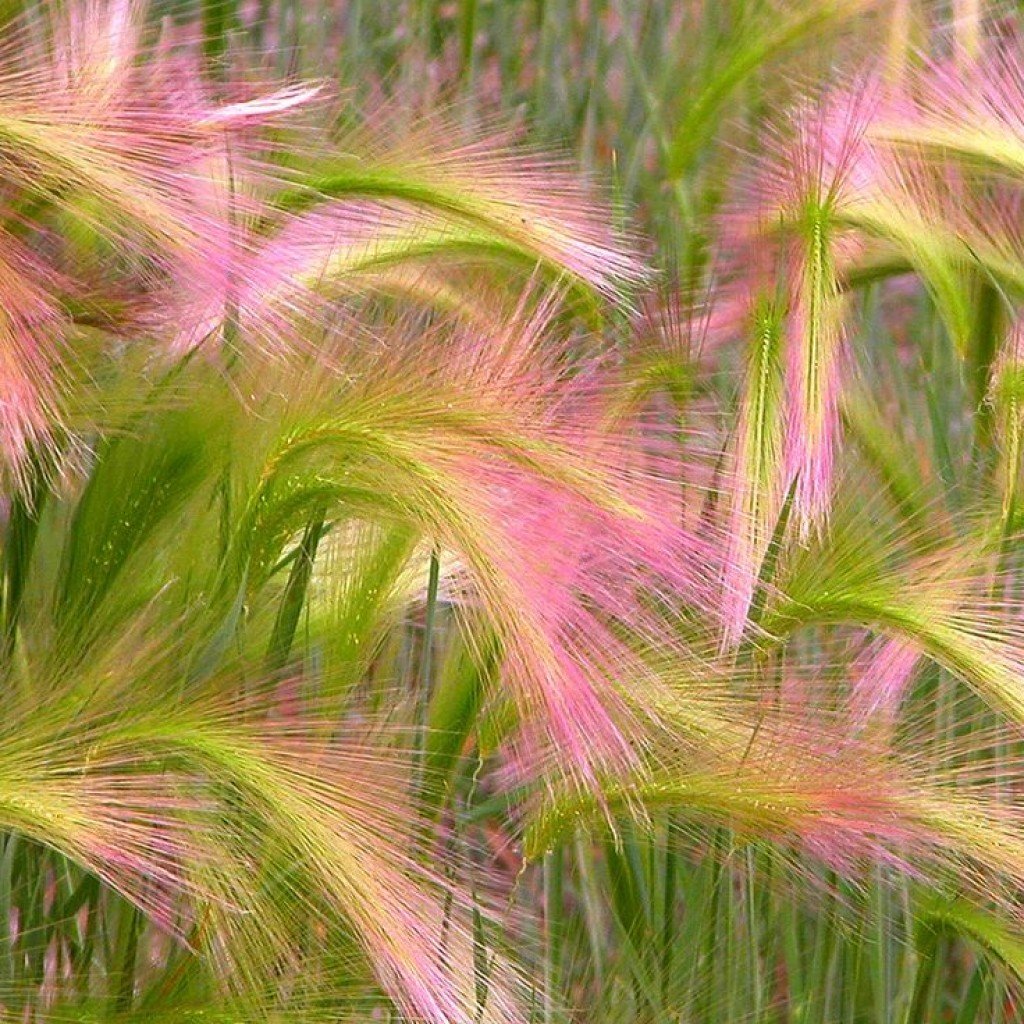 Ковыль ячмень гривастый (Hordeum jubatum)