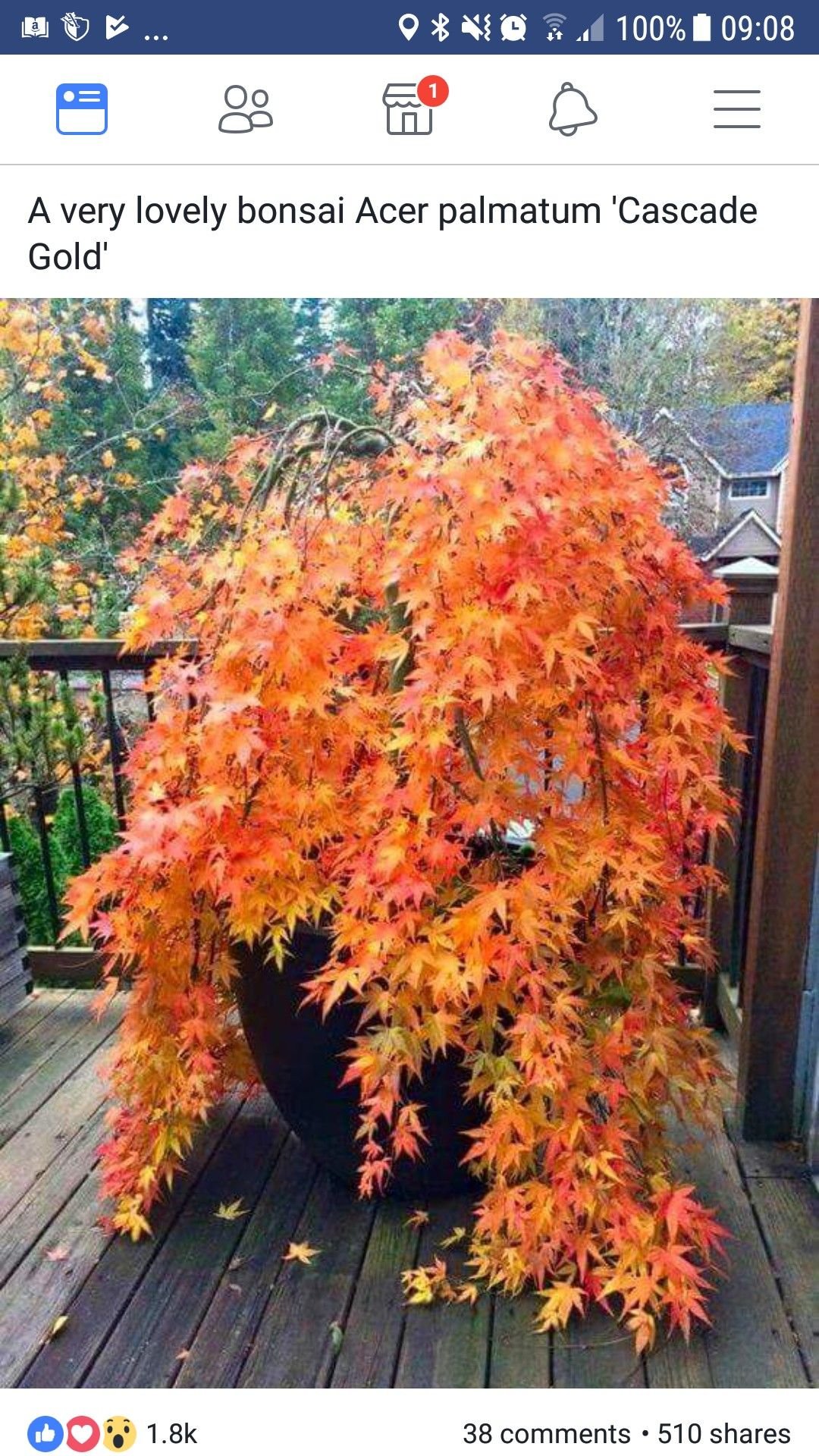 Acer palmatum Orange Dream в саду