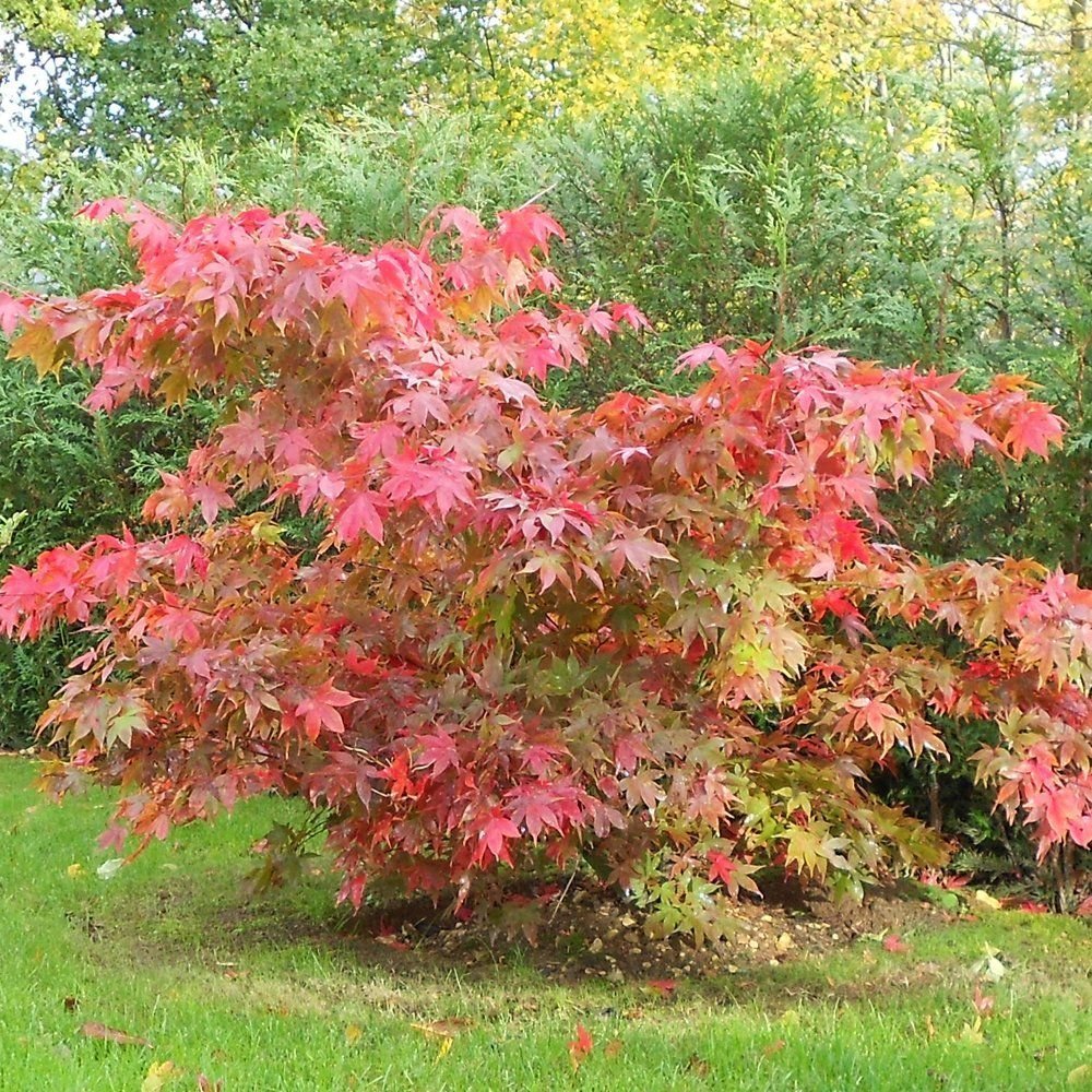 Клен palmatum Osakazuki