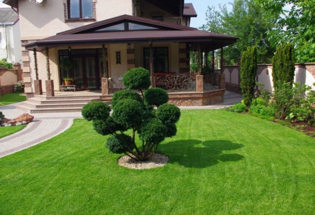 Солитер цветник