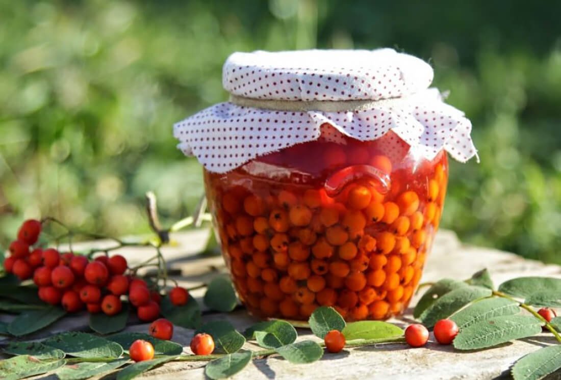 Рябина в медицине
